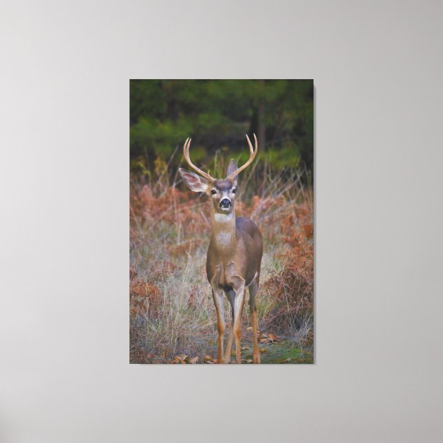 Deer 3- You Bucking at ME! Canvas Print (Front)