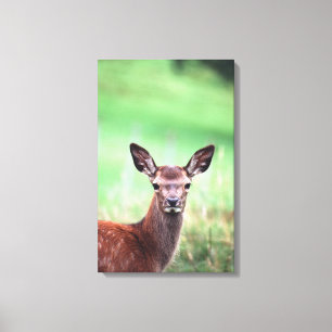 deer 4 canvas print