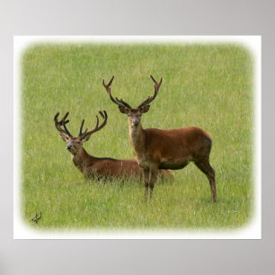 Deer 9Y413D-023 Poster