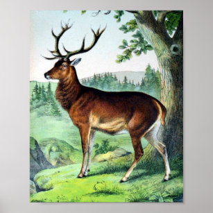 Deer and Reindeer Poster