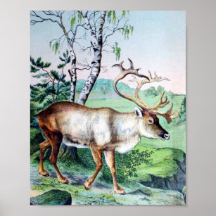 Deer and Reindeer Poster