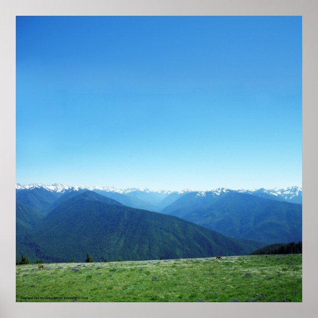 Deer and the Olympics Poster (Front)