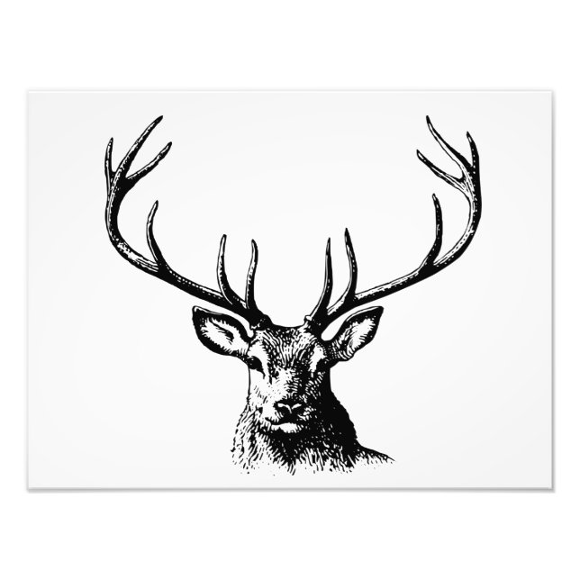 Deer Animal Antlers Nature Wildlife Horns Head Pos Photo Print (Front)