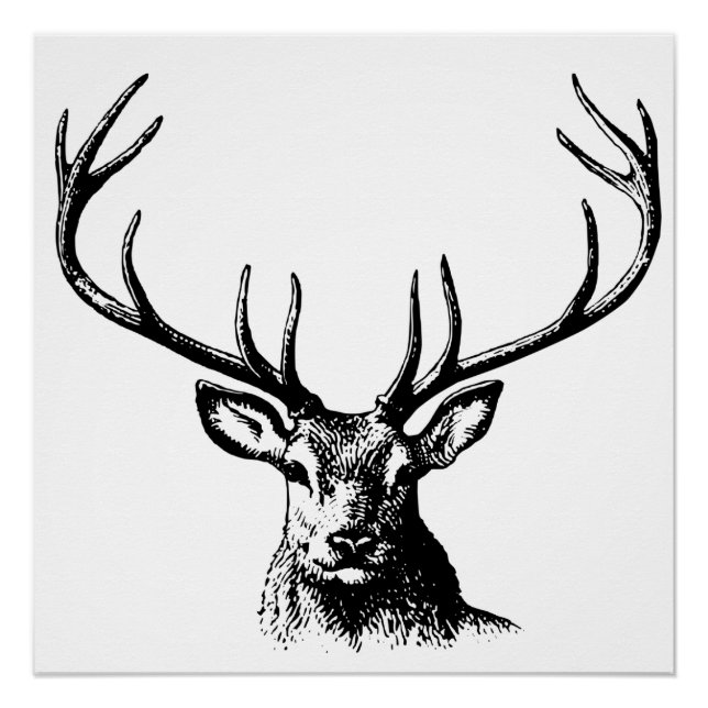 Deer Animal Antlers Nature Wildlife Horns Head Pos Poster (Front)