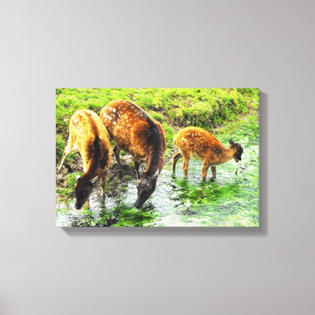 Deer animal canvas print (Front)