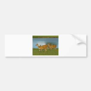Deer Animal Nature Peace Love Destiny Fun Art Bumper Sticker