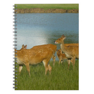 Deer Animal Nature Peace Love Destiny Fun Art Notebook