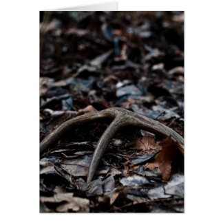 Deer Antler 01