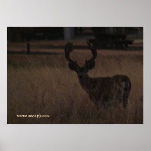 Deer Antlers Poster