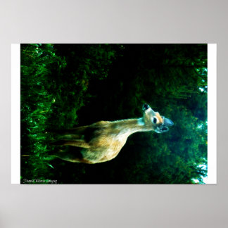 Deer at Dusk Poster