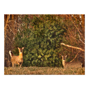 Deer at Sunrise Photo Print