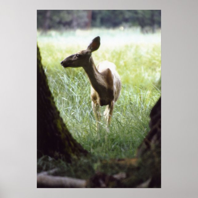 deer between three poster (Front)