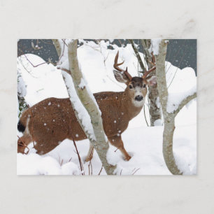 Deer Buck in Snow in Winter Postcard