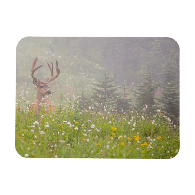 Deer Buck | Mount Rainier National Park Magnet (Horizontal)
