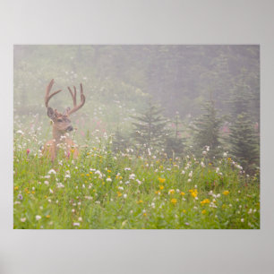 Deer Buck   Mount Rainier National Park Poster
