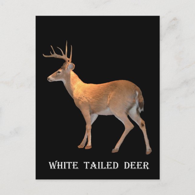Deer (Buck) White-Tailed Postcard (Front)