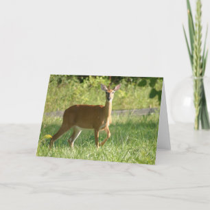 Deer Card