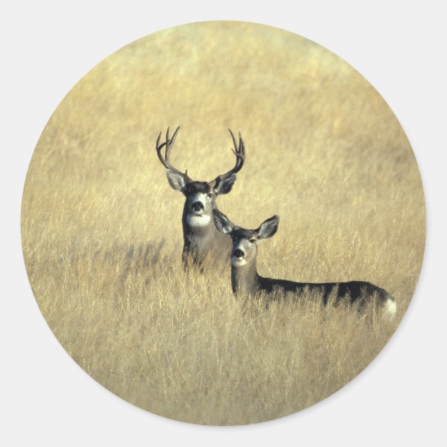 Deer Classic Round Sticker (Front)