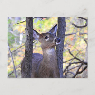 Deer Close-Up Postcard