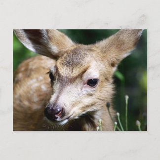 Deer Closeup Postcard