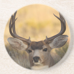 deer coaster
