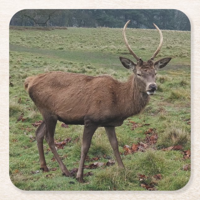 Deer Coasters (Front)