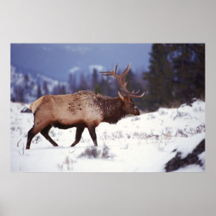 Deer Country Poster