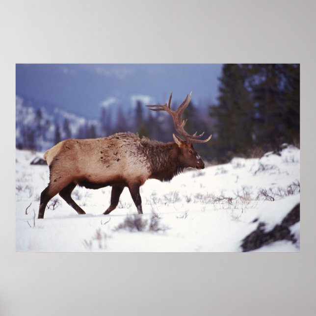 Deer Country Poster (Front)