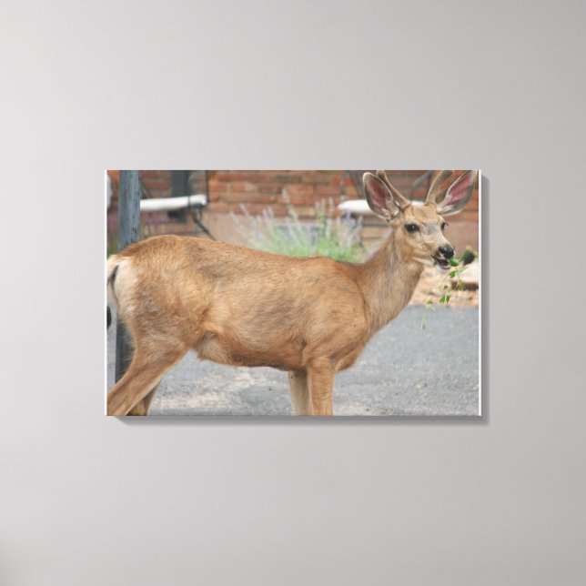 Deer Eating Canvas Print (Front)