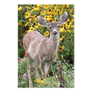 Deer Fawn in Flower Garden Photo Print