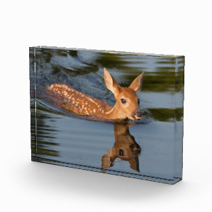 Deer Fawn Minnesota Photo Block