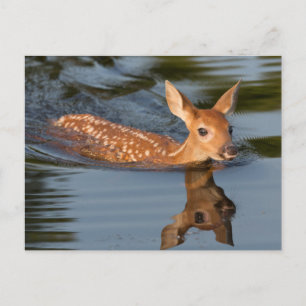 Deer Fawn Minnesota Postcard