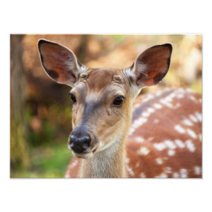 Deer Fawn Portrait Photo Print