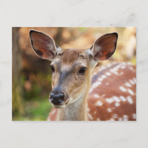 Deer Fawn Portrait Postcard
