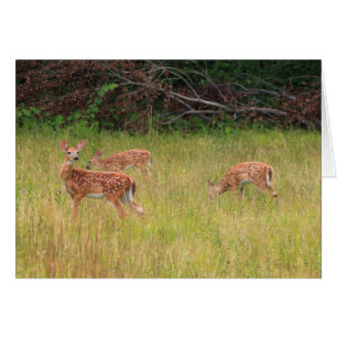 Deer Fawn Triplets