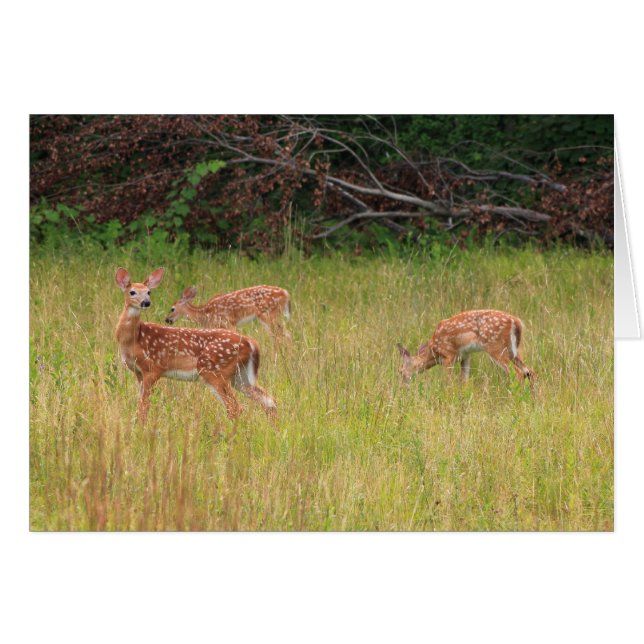 Deer Fawn Triplets (Front Horizontal)