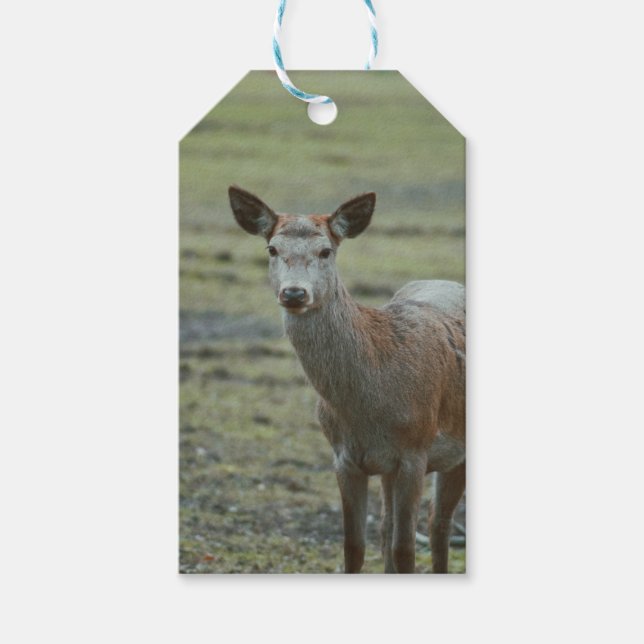 Deer gift tags (Front)