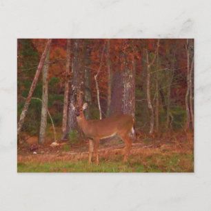 Deer , Green Grass red and Gold leaves Postcard