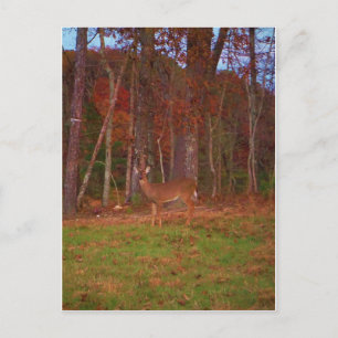 Deer , Green Grass red and Gold leaves Postcard