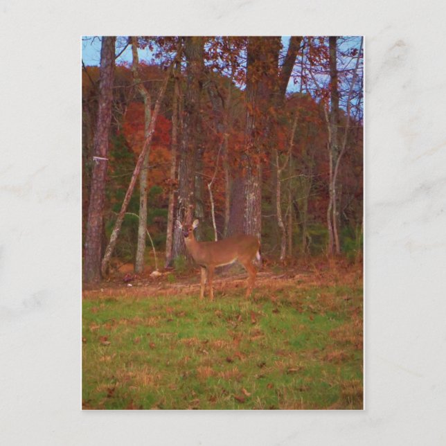 Deer , Green Grass red and Gold leaves Postcard (Front)