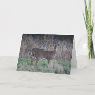 Deer greeting card