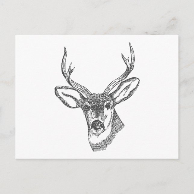 Deer Head Sketch Postcard (Front)