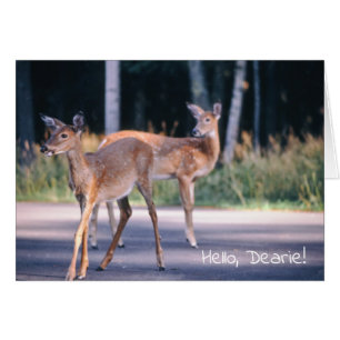 Deer, Hello Dearie