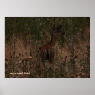 Deer Hides in Dry Grass Poster