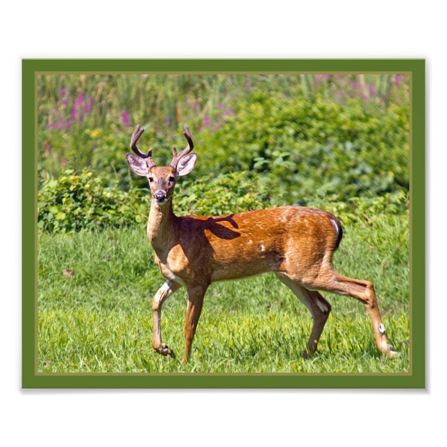 Deer In A Field Photo Print (Front)