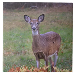 Deer in an Autumn Field III Tile