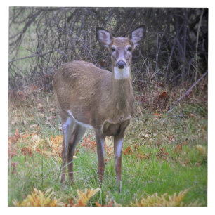 Deer in an Autumn Field IV Tile