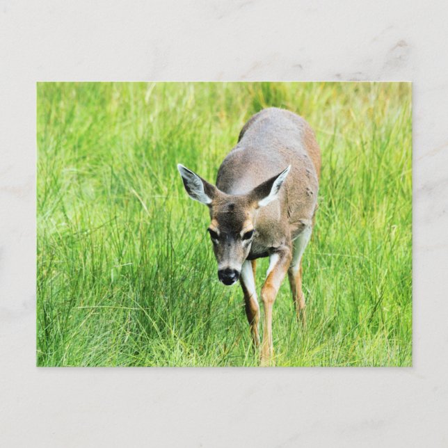 Deer in an open field postcard (Front)