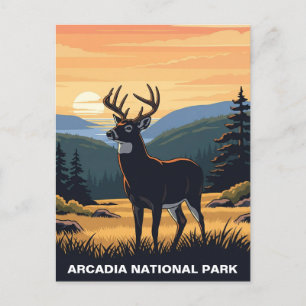 Deer in Arcadia National Park Postcard