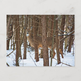 Deer in Forest During Winter Postcard